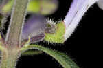 Hairy skullcap